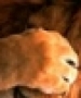 ˸