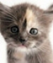 Manul