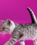 Kit Kat