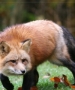 BeautyFox