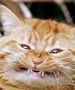 ��� ���������