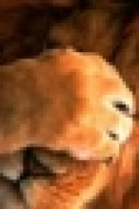 ˸