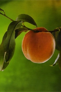 ����� �������