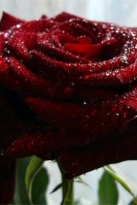 ���� �������