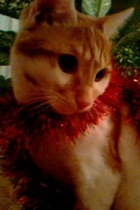 ���� �������