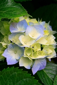 ������ �������