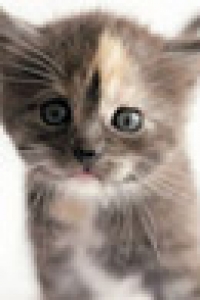 Manul