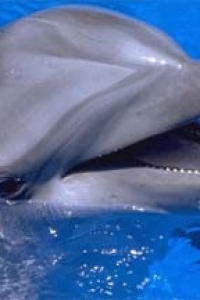 ������ ����