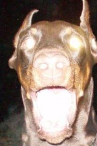 doberman