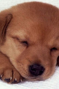 ���������� ���